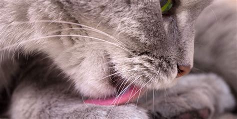 Unlocking the Potential of Kittycorj: A Surlyise Magic Breakthrough in Kitty Litter